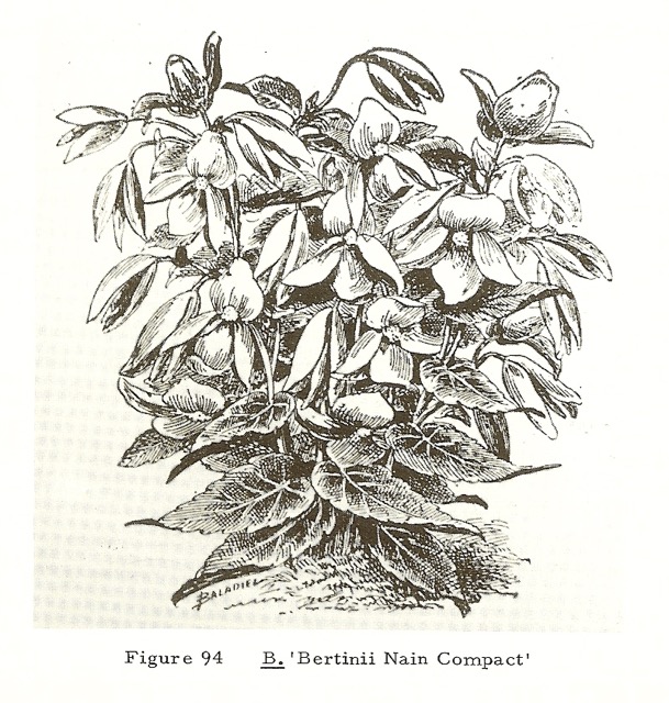 B. ‘Bertini Nain Compacta’